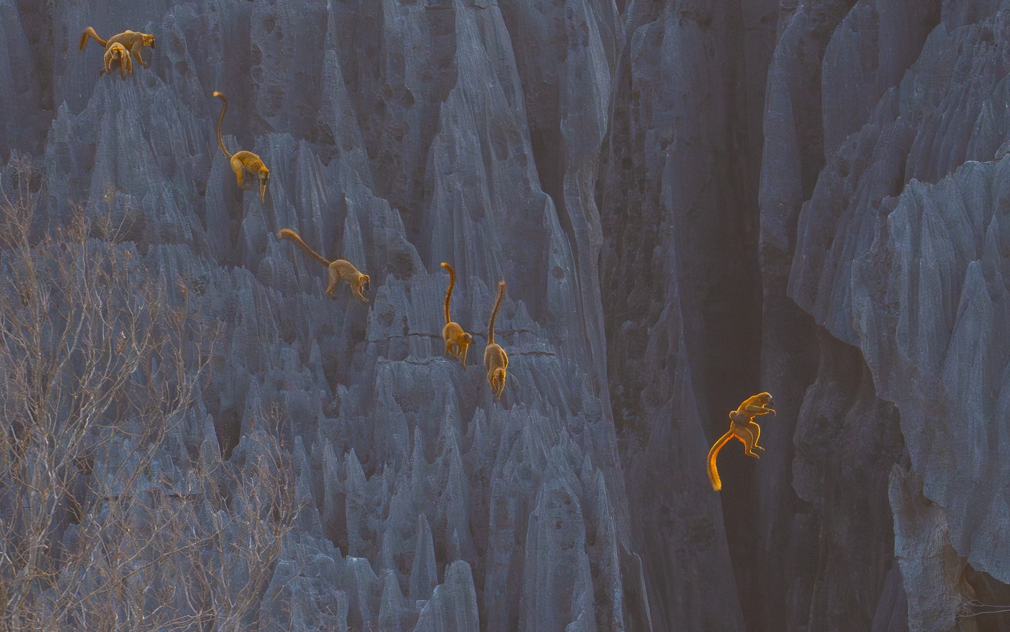 Leaping Lemurs! Global Nature Abounds in the 2025 BigPicture Competition