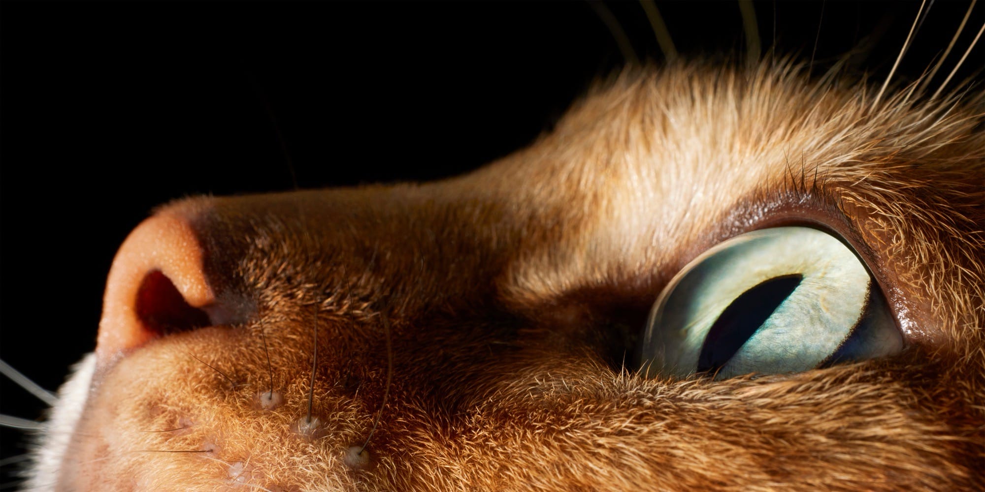 a close-up photo of a cat's eye and nose by Tim Flach of
