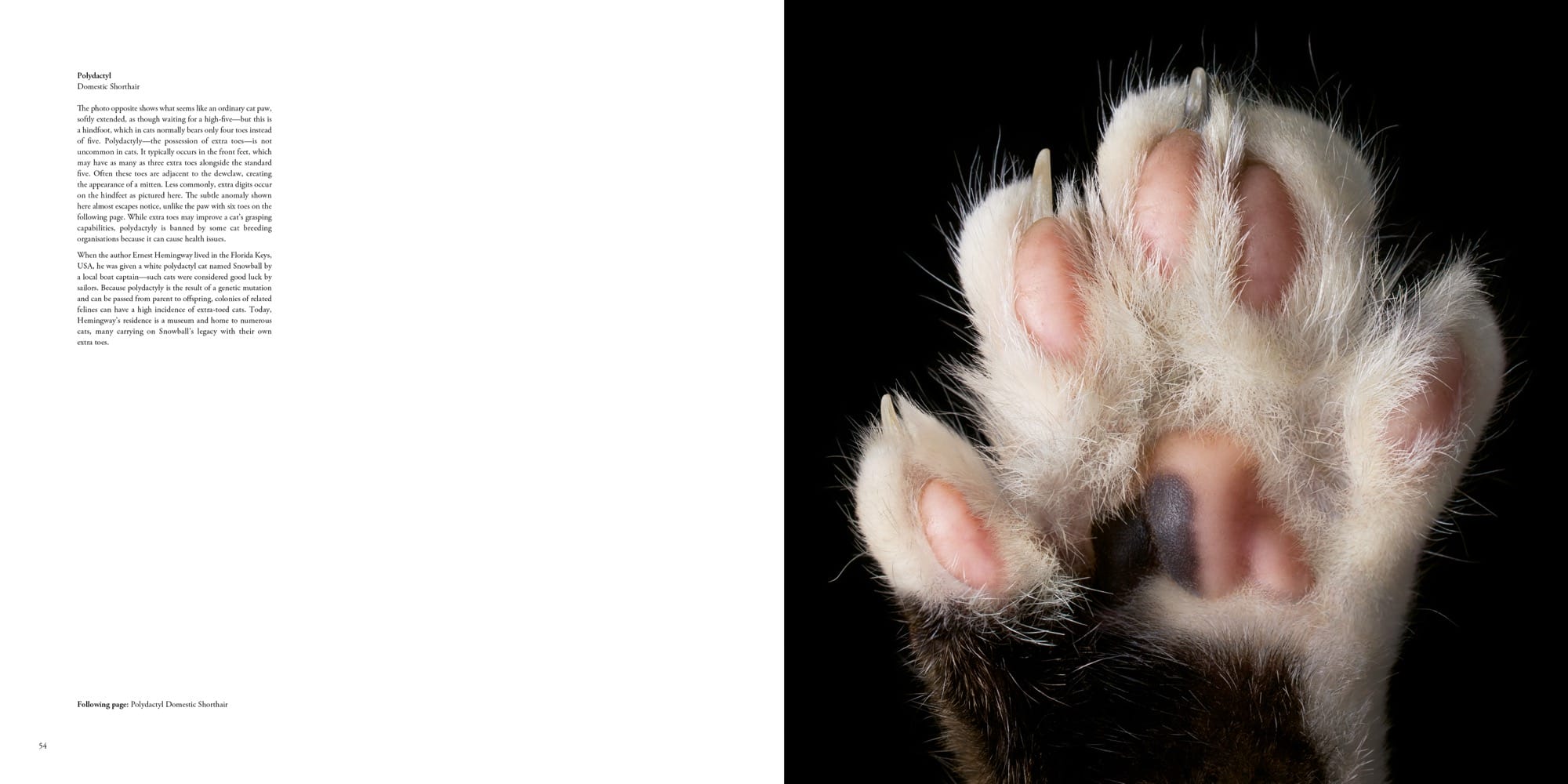 a spread from the book 'Feline' by Tim Flach featuring a photo of a cat's paw pads