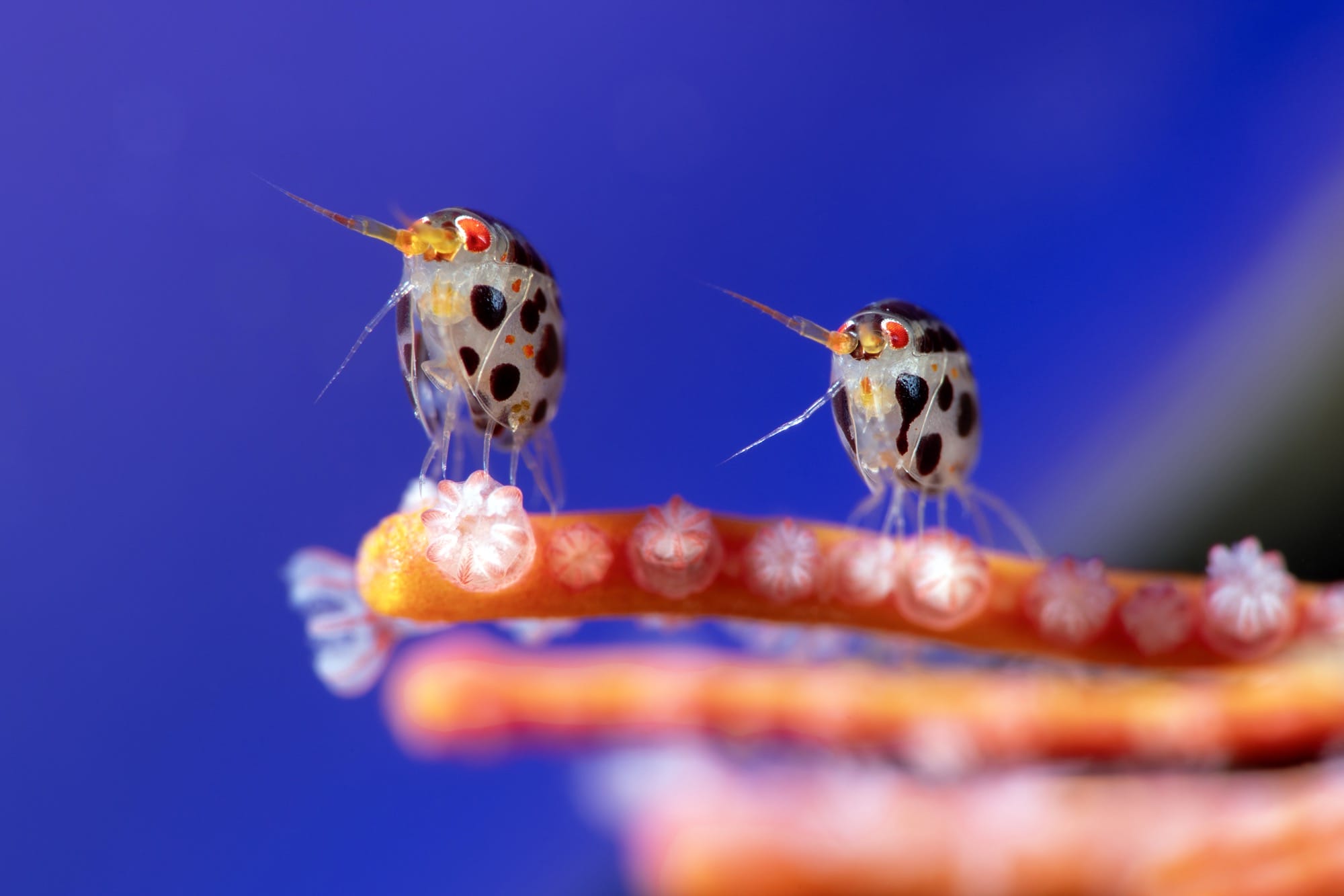 ‘Ladybugs of the Sea’ Take Top Honors in the 2025 Ocean Photographer of the Year Contest
