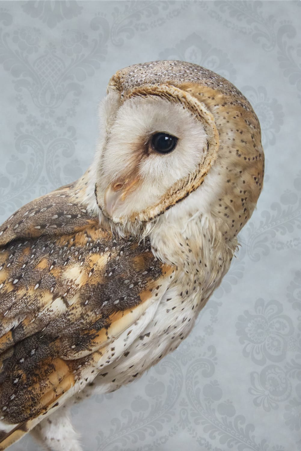 a photo by Claire Rosen depicts a white owl against a patterned wallpaper backdrop
