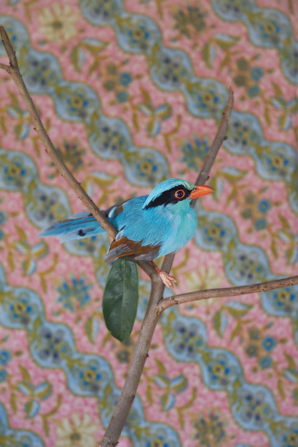 a photo by Claire Rosen depicts a small blue bird against a patterned wallpaper backdrop
