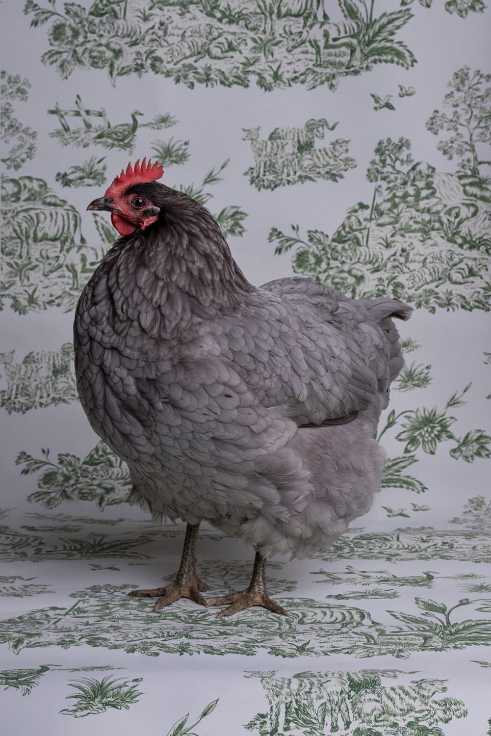 a photo by Claire Rosen depicts a gray chicken against a patterned wallpaper backdrop