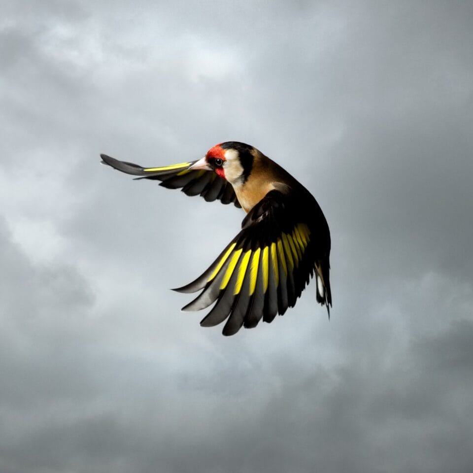 a photographic portrait of a tropical bird in mid-flight against a gray sky