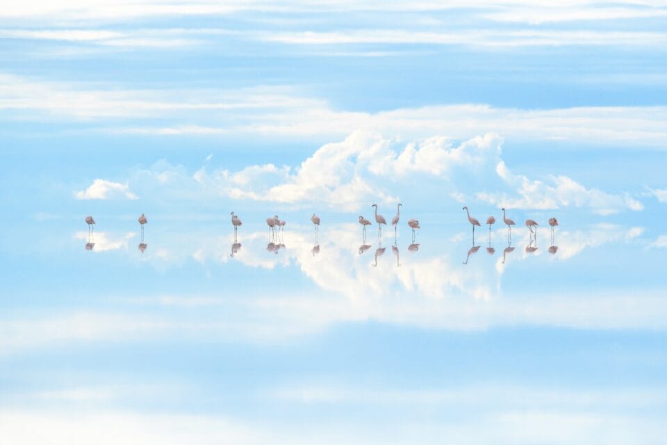 a photograph of a number of pink flamingoes lined up in a mirror-smooth body of water, reflecting a blue sky with clouds