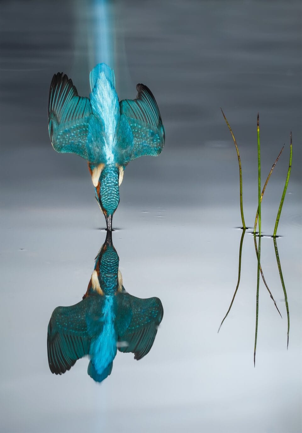 a photograph of a turquoise-colored bird as it dives into the water, caught just at the moment that its beak hits the surface