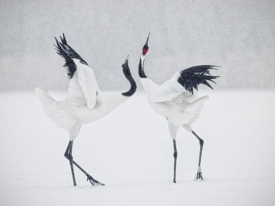 a photograph of two large black-and-white birds in a snowy landscape, fighting or moving around each other dramatically
