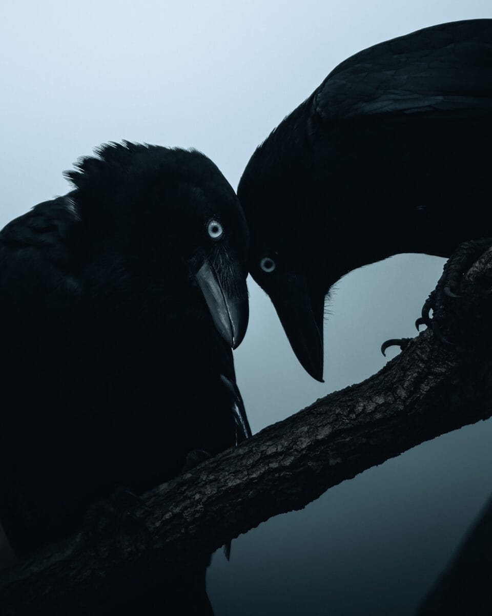 a photographic portrait of two ravens with their heads close together