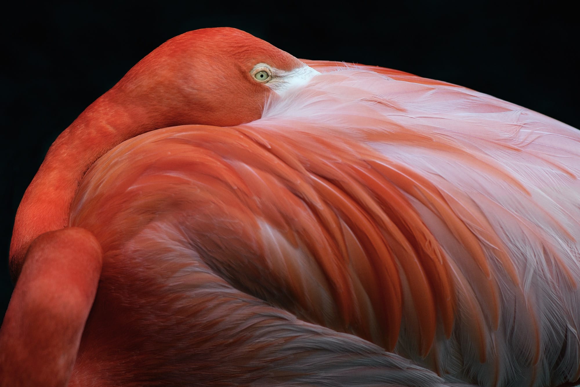 ‘Aviary’ Explores the Beautiful, Symbiotic Relationship Between Humans and Birds