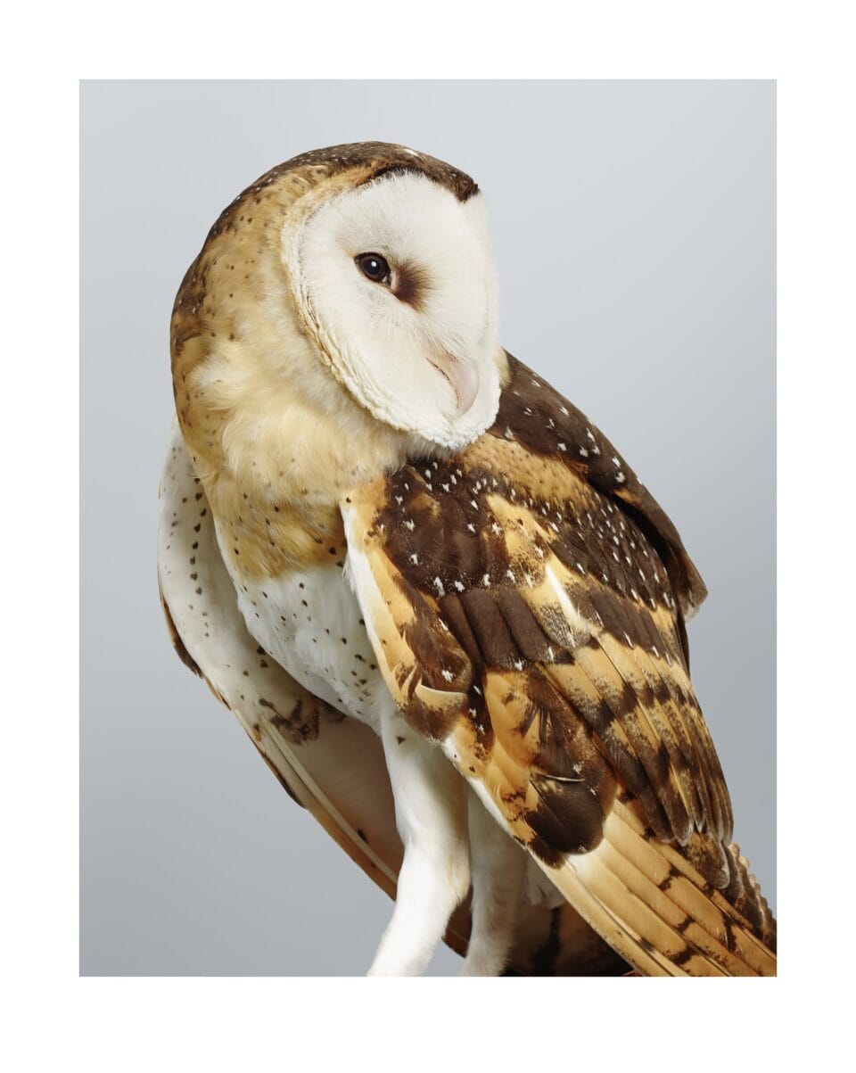 a photographic portrait of an owl