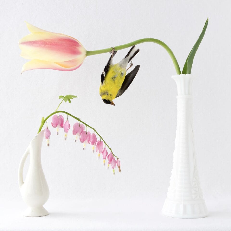 a photo portrait of a bird hanging upside down on a tulip stem next to another flower in a small white vase