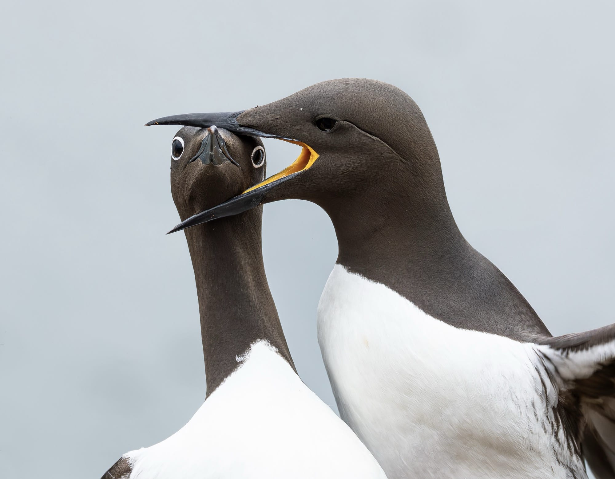 a photo by Warren Price of two Bridled Guillemots in the midst of a domestic dispute
