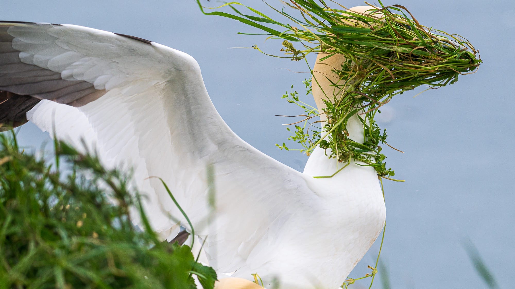 a photo by Alison Tuck shows a white gannet with grass blown in its face