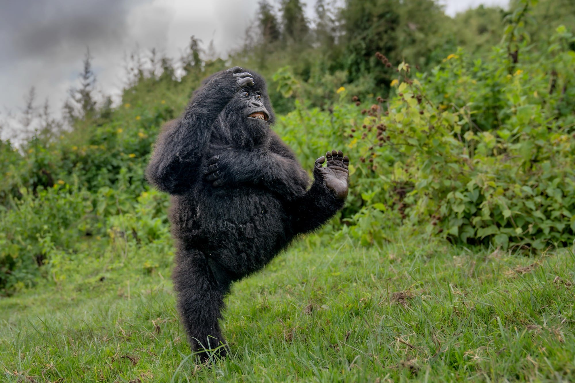 a photo by Mark Meth-Cohn of a primate apeparing to do karate