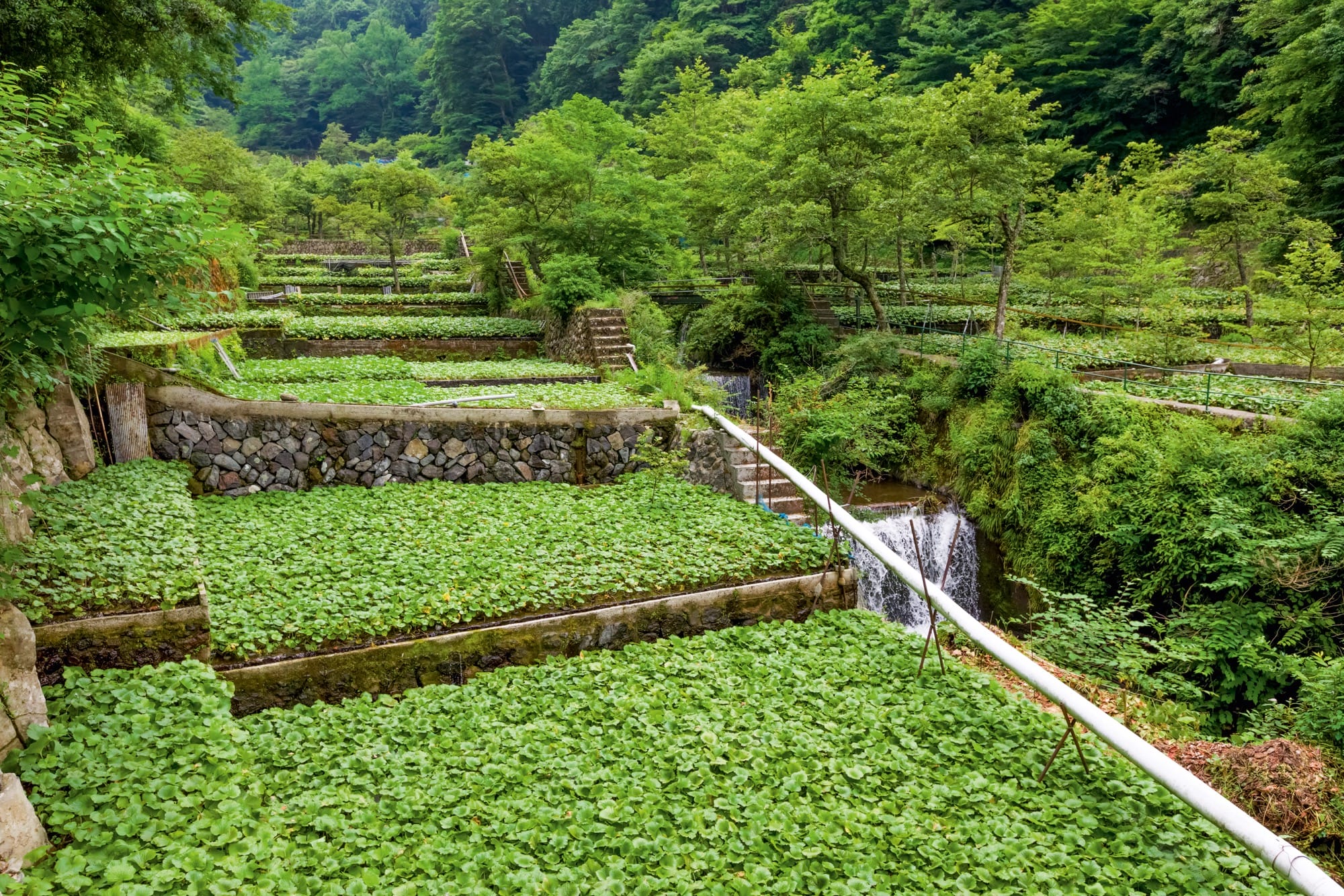 an aerial photo of lush step gardens