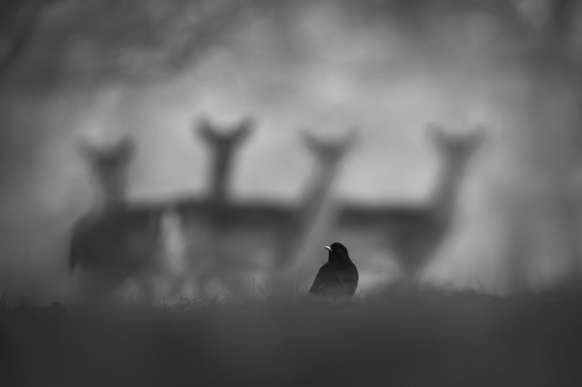 a black and white photo by Luca Lorenz of a bird with four deer lined up in the background