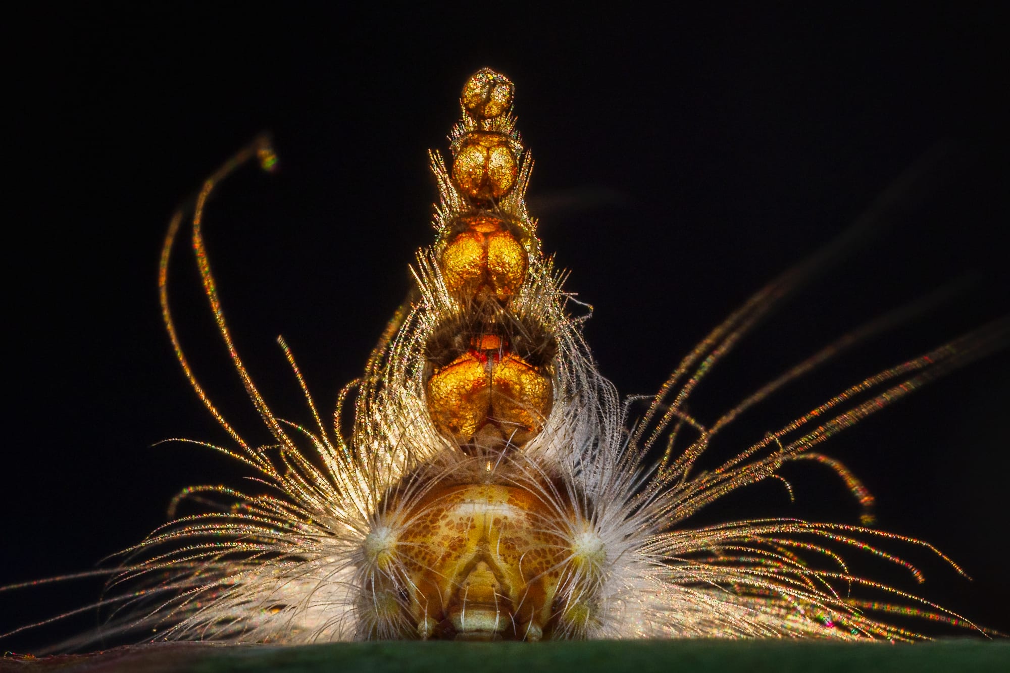 a photo by Georgina Steytler of the strange headgear of a gum-leaf skeletoniser caterpillar