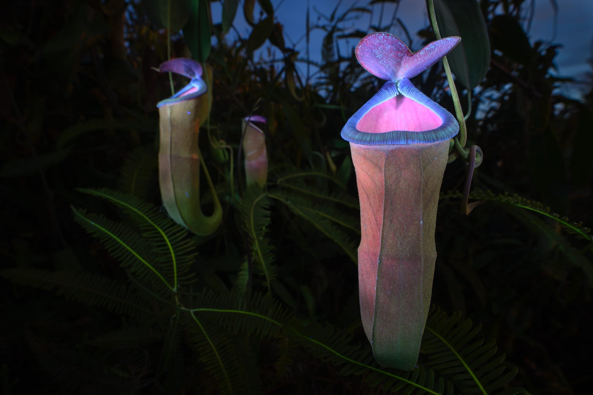 a photo by Chien Lee of  fluorescent insect-attracting pitcher plants